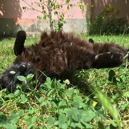 Traditional Istrian Stone House