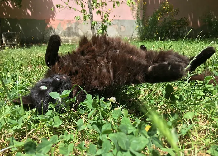 Traditional Istrian Stone House